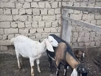 Ешкі, Nubian Goat — 2-сурет
