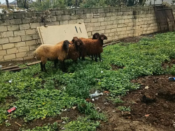 أغنام (دفعة، الجنس غير محدد), الأغنام