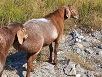 Schafe (Partie, Geschlecht nicht angegeben), Edilbay sheep — Foto 1
