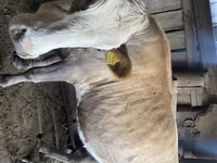 गाय, Simmental cattle — फ़ोटो 2