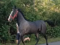 Horse (M), Lipizzaner — photo 2