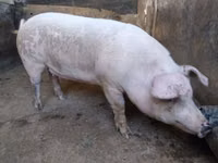 母猪, Pigs — 照片 1