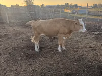 Sigir, Latvian Blue cattle — 4-rasm