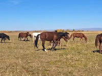 Stute, Kazakh horse — Foto 1
