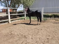 Hengst, Akhal-Teke — Foto 1