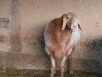 Қошқар, Arashan sheep — 1-сурет