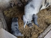 Säue, Schweine — Foto 2