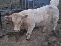 सांड, Charolais cattle — फ़ोटो 7