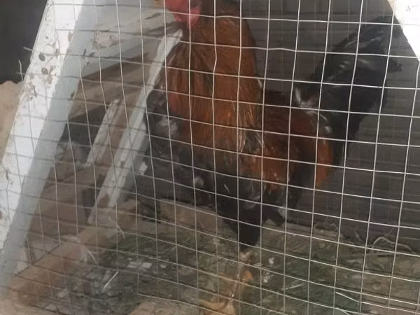 Chickens — أوزبكستان