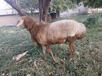 كبش, Arashan sheep — الصورة 1