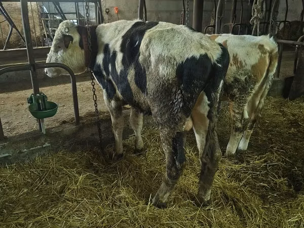 सांड, Russian Black pied cattle