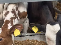Bulle, Simmental cattle — Foto 5