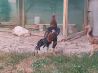Chickens — Foto 1