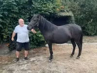 Yegua, Hucul pony — foto 8