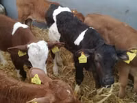 ІҚМ (топ, жынысы көрсетілмеген), Simmental cattle — 2-сурет