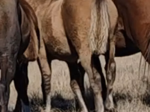 Pferde (Partie, Geschlecht nicht angegeben), Mugalzhar horse
