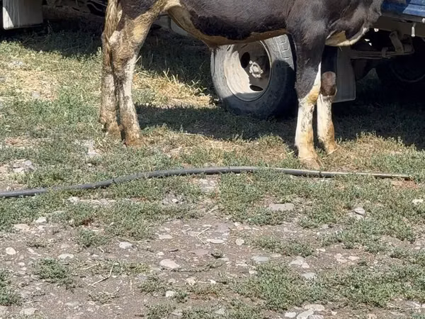 Бык, Коровы