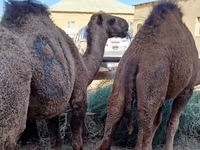 骆驼（批次，未指定性别）, Camels — 照片 2