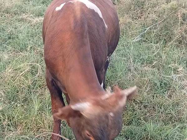 公牛, Cattle — 哈萨克斯坦