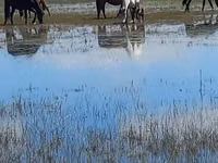 فرس, Horse breed — الصورة 1