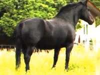 Mare, Percheron — photo 1