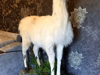 Чучела от лама продадим — сүрөт 1