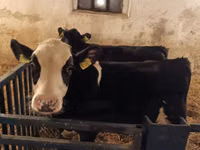 Toro, Russian Black pied cattle — foto 8