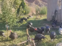 Turkeys — الصورة 1