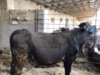 Kuh, Russian Black pied cattle — Foto 2