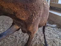 Schaf, Arashan sheep — Foto 3