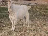 Ziegenbock, Russian White goat — Foto 2