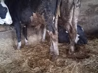 ثور, Russian Black pied cattle — الصورة 4