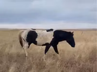 Caballo, Caballos — foto 2