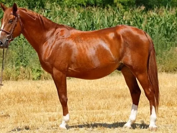 Hengst, Kisber felver