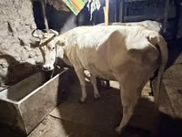 Kuh, Ukrainian Brown Dairy Cattle — Foto 3
