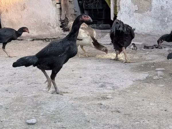 Chickens — Kirgisistan