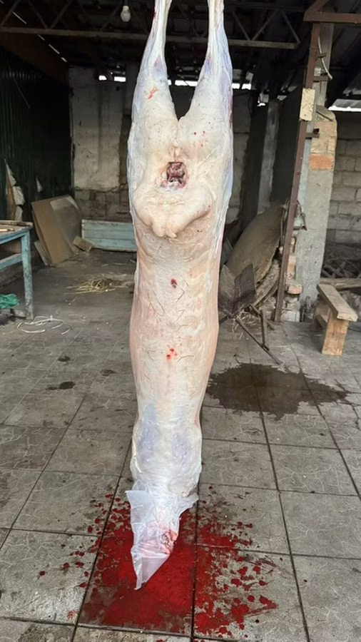 ХАЛАЛ ХАЛАЛ ХАЛАЛ Тушка баранины (целиком,) Правлю барашка туша мясом