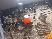 Chickens — Foto 2