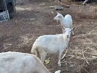 Ziege, Saanen goat — Foto 1