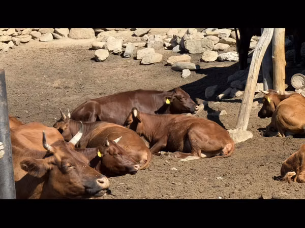 गाय, Latvian Blue cattle — कज़ाखस्तान