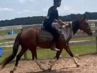 حصان, Thoroughbred horse — الصورة 5