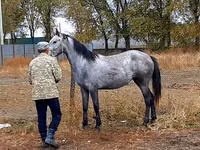 Toychoq, Thoroughbred horse — 2-rasm