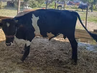 Toro, Ganado vacuno — foto 3