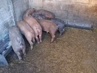 Sow, Pigs — photo 3