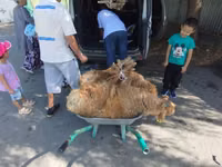 كبش, الأغنام — الصورة 3