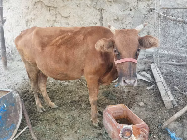 母牛, Cattle — 乌兹别克斯坦