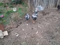 Chickens — 照片 7