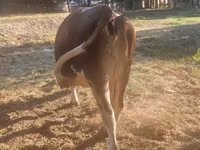 母牛, Swiss cattle — 照片 2