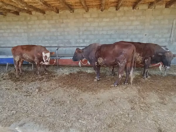 公牛, Cattle — 乌兹别克斯坦