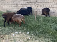 كبش, الأغنام — الصورة 4